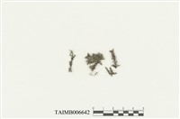 藏品(異變多摺蘚)的圖片